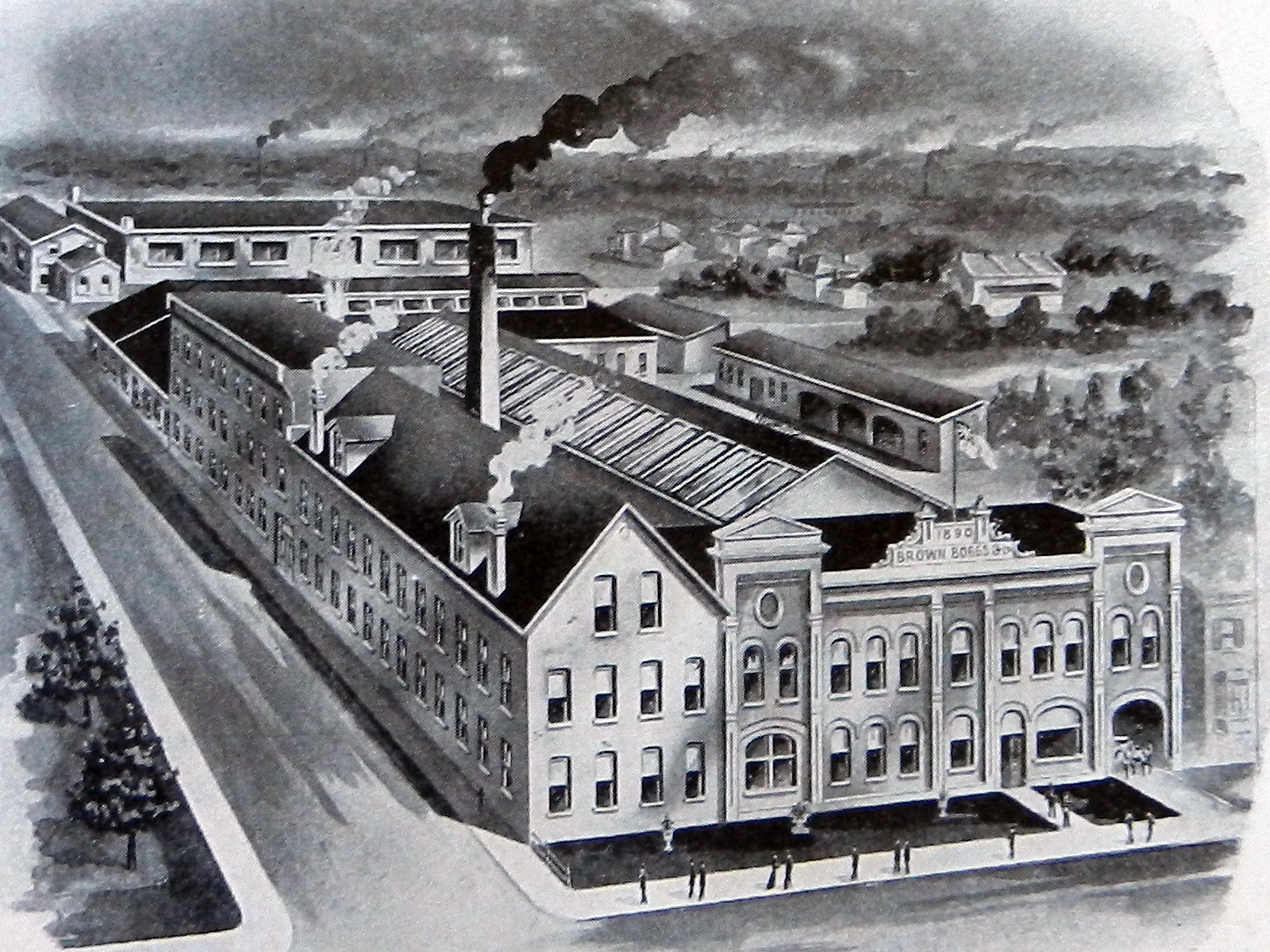 Brown boggs plant drawing