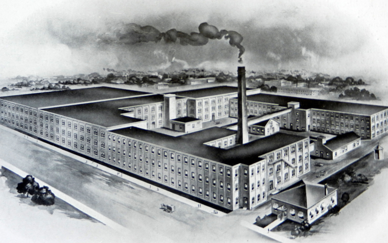 Hamilton Cotton Plant Drawing